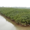 越南注重保护特用林